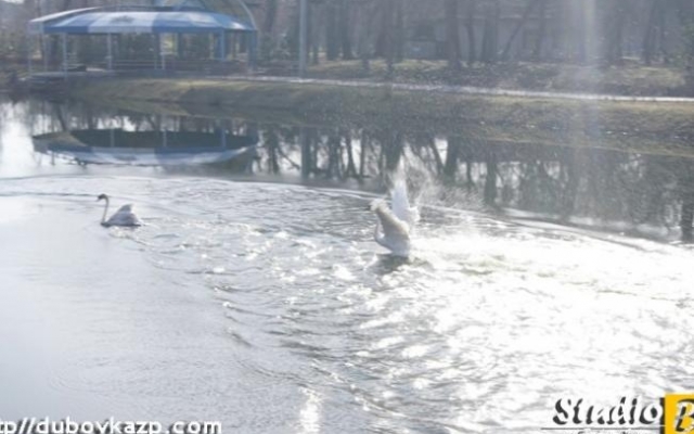 В Дубовке в озеро выпустили лебедей (ФОТО) Фото № 2 В Дубовке в озеро выпустили лебедей (ФОТО) Фото № 2