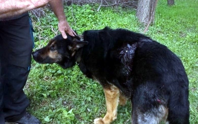 В Запорожье хозяин жестоко избил пса и выгнал с кровавой раной на улицу за царапину на машине (ФОТО) Фото № 1 В Запорожье хозяин жестоко избил пса и выгнал с кровавой раной на улицу за царапину на машине (ФОТО) Фото № 1
