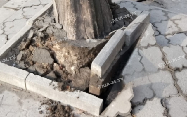 В Запорожской области фура повалила дерево на провода (ФОТО) Фото № 2 В Запорожской области фура повалила дерево на провода (ФОТО) Фото № 2