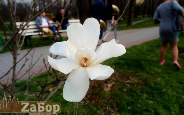 В Дубовке зацвели прекрасные цветы (ФОТО) Фото № 0 В Дубовке зацвели прекрасные цветы (ФОТО) Фото № 0