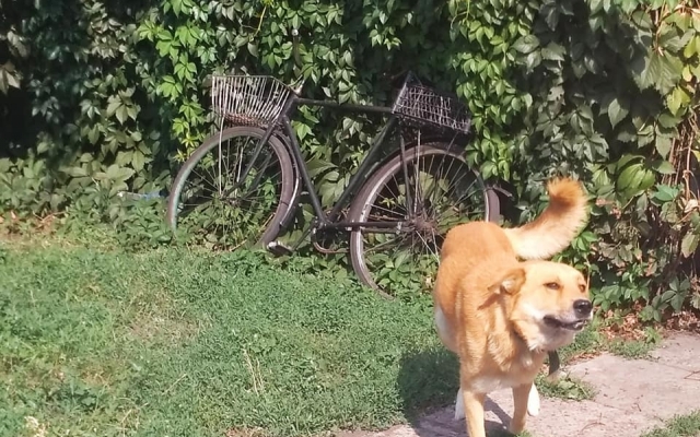 В Запорожье пса Бодю, для которого однажды искали дом, снова выгнали на улицу (ФОТО) Фото № 3 В Запорожье пса Бодю, для которого однажды искали дом, снова выгнали на улицу (ФОТО) Фото № 3