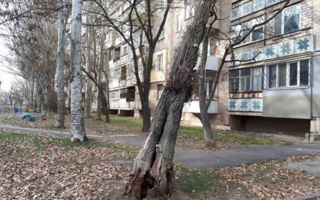 В Мелитополе огромный иссохший тополь упал на многоэтажку Фото № 0 В Мелитополе огромный иссохший тополь упал на многоэтажку Фото № 0
