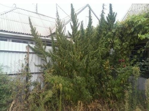 В Запорожской области изъяли коноплю и каннабис Фото № 0 В Запорожской области изъяли коноплю и каннабис Фото № 0