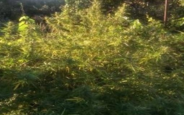 В Запорожской области изъяли коноплю и каннабис Фото № 1 В Запорожской области изъяли коноплю и каннабис Фото № 1
