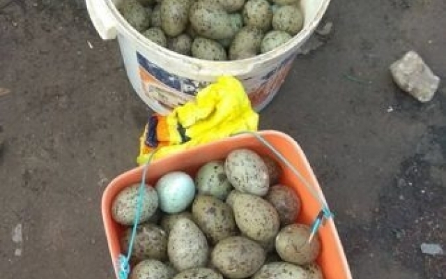 Запорожцы заметили на рынке необычные яйца (ФОТО) Фото № 0 Запорожцы заметили на рынке необычные яйца (ФОТО) Фото № 0