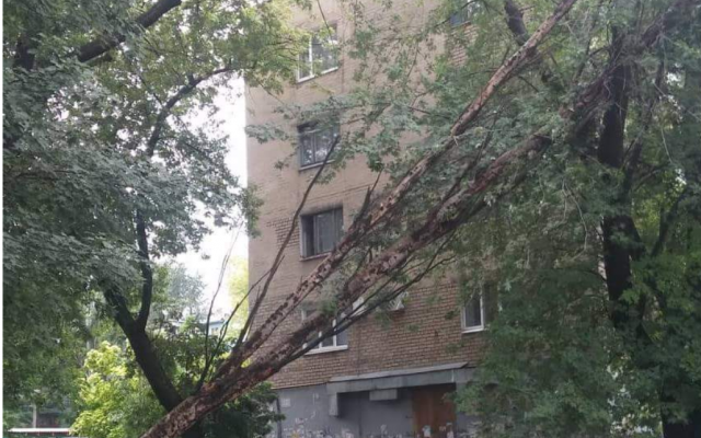 Фотофакт: В Запорожье огромное дерево упало на дом Фото № 0 Фотофакт: В Запорожье огромное дерево упало на дом Фото № 0