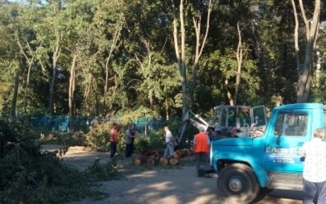 Стало известно, зачем в городском парке сносят деревья Фото № 3 Стало известно, зачем в городском парке сносят деревья Фото № 3