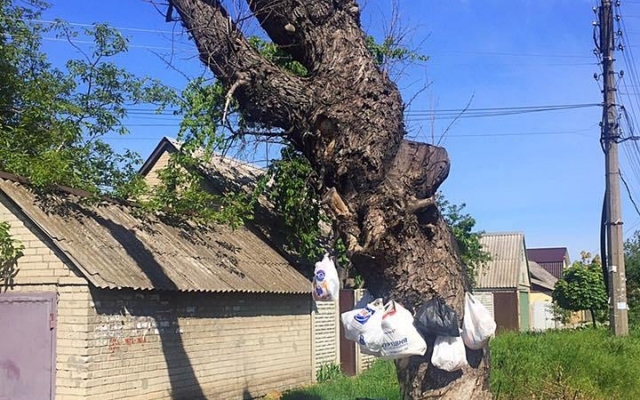 Смотрите: В Запорожье появилось мусорное дерево Фото № 0 Смотрите: В Запорожье появилось мусорное дерево Фото № 0