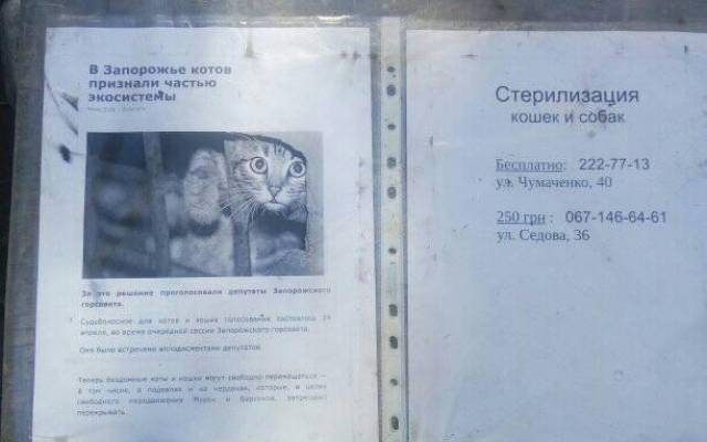 Появился домик для бездомных котов: житель Запорожья обустроил животных (ФОТО) Фото № 2 Появился домик для бездомных котов: житель Запорожья обустроил животных (ФОТО) Фото № 2