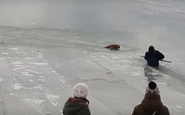 Видео спасения собаки из льда в Запорожской области Фото № 0 Видео спасения собаки из льда в Запорожской области Фото № 0