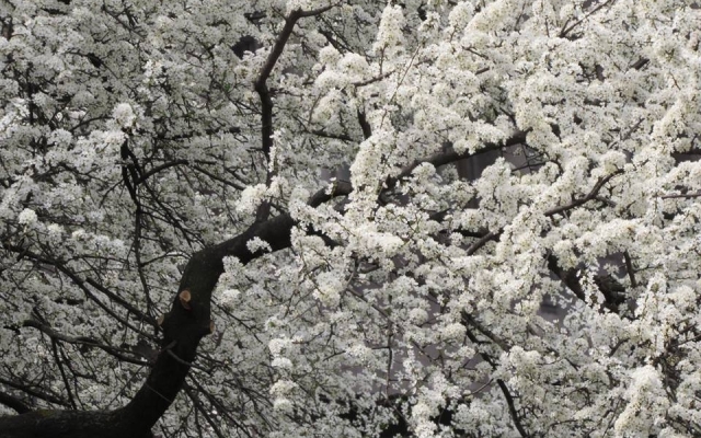 В сети опубликовали фотоснимки цветущего Запорожья Фото № 13 В сети опубликовали фотоснимки цветущего Запорожья Фото № 13