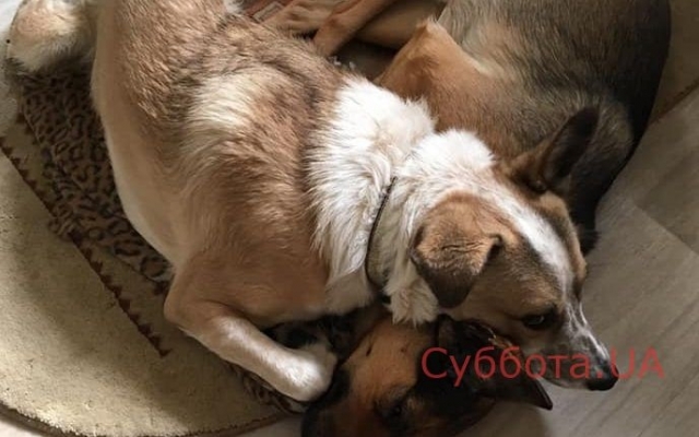 В Запорожье пес, которому отняли лапу и сняли кожу выжил и обрел новый дом (ФОТО 18+) Фото № 0 В Запорожье пес, которому отняли лапу и сняли кожу выжил и обрел новый дом (ФОТО 18+) Фото № 0