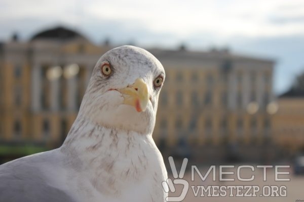 Запорожцы заметили на рынке необычные яйца (ФОТО) Фото № 1 Запорожцы заметили на рынке необычные яйца (ФОТО) Фото № 1