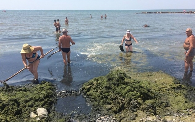В сети опубликовали видео, как пляжи заполонили водоросли Фото № 1 В сети опубликовали видео, как пляжи заполонили водоросли Фото № 1