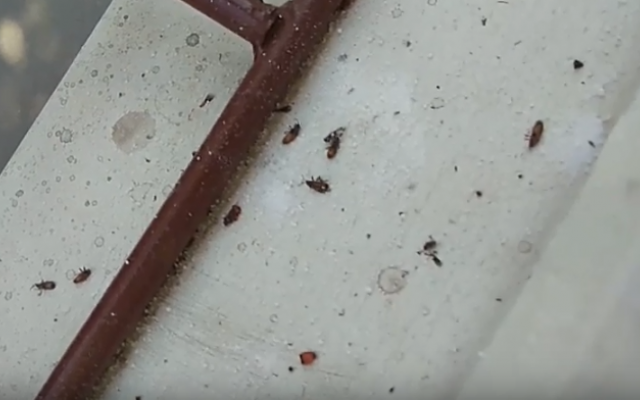 Жуки атакуют дома запорожцев (ВИДЕО) Фото № 0 Жуки атакуют дома запорожцев (ВИДЕО) Фото № 0