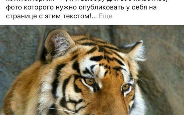 Запорожцы присоединились к всеукраинской акции протеста (ФОТО) Фото № 1 Запорожцы присоединились к всеукраинской акции протеста (ФОТО) Фото № 1