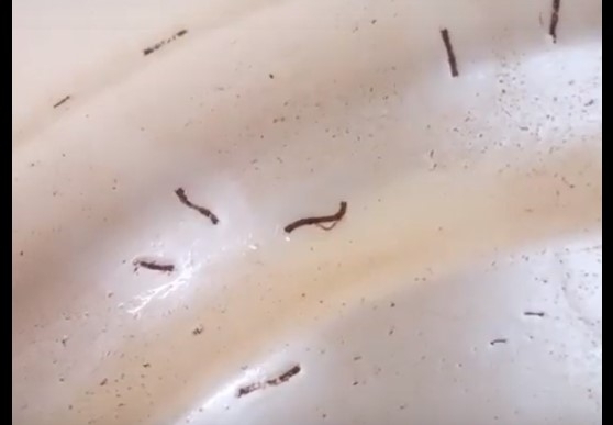 В Запорожской области из крана у горожан пошла вода с червями (ВИДЕО) Фото № 0 В Запорожской области из крана у горожан пошла вода с червями (ВИДЕО) Фото № 0