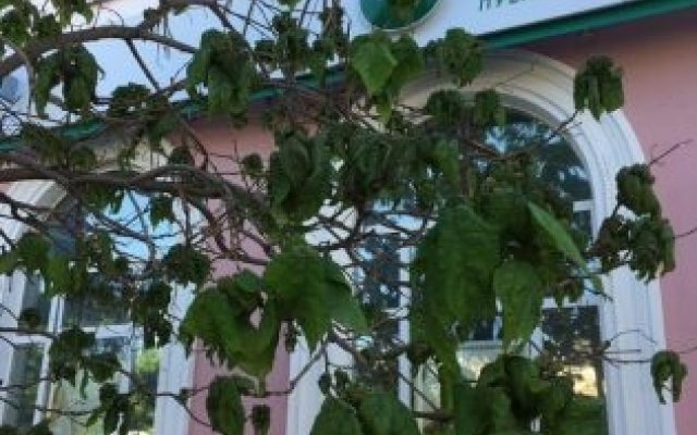 Горожане обеспокоены: На запорожском курорте нашествие насекомых (ФОТО) Фото № 1 Горожане обеспокоены: На запорожском курорте нашествие насекомых (ФОТО) Фото № 1