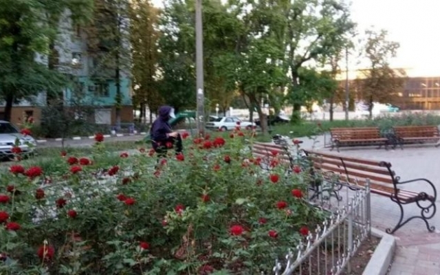 В Запорожье женщина под видом зарядки регулярно крадет розы на клумбе (ФОТО) Фото № 0 В Запорожье женщина под видом зарядки регулярно крадет розы на клумбе (ФОТО) Фото № 0