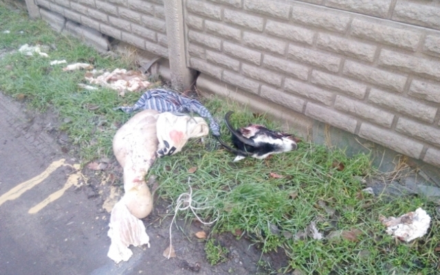 В Запорожской области детям пришлось идти в школу мимо расчлененной козлиной туши (ФОТО) Фото № 0 В Запорожской области детям пришлось идти в школу мимо расчлененной козлиной туши (ФОТО) Фото № 0