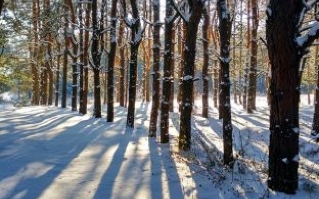 Хортица в снегу: Запорожанка показала заснеженный остров (ФОТО) Фото № 1 Хортица в снегу: Запорожанка показала заснеженный остров (ФОТО) Фото № 1