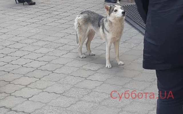 В Запорожье бродит одинокий хаски в поисках хозяина (ФОТО) Фото № 0 В Запорожье бродит одинокий хаски в поисках хозяина (ФОТО) Фото № 0