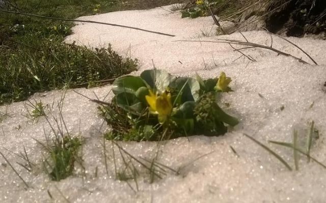 Фотофакт: На Хортице цветут цветы Фото № 3 Фотофакт: На Хортице цветут цветы Фото № 3