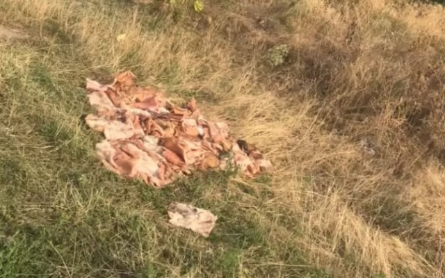 В Балабино обнаружили жуткую находку (ВИДЕО) Фото № 0 В Балабино обнаружили жуткую находку (ВИДЕО) Фото № 0