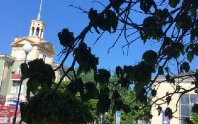 Горожане обеспокоены: На запорожском курорте нашествие насекомых (ФОТО) Фото № 3 Горожане обеспокоены: На запорожском курорте нашествие насекомых (ФОТО) Фото № 3