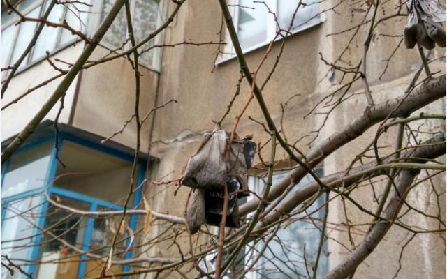 Запорожцев удивило необычное дерево (ФОТО) Фото № 3 Запорожцев удивило необычное дерево (ФОТО) Фото № 3