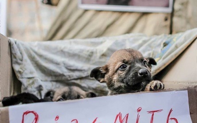 До слез: На Хортице выбросили четырех щенков (ФОТО) Фото № 1 До слез: На Хортице выбросили четырех щенков (ФОТО) Фото № 1