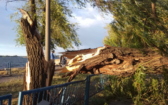 В порту Запорожья рухнуло дерево (ФОТО) Фото № 0 В порту Запорожья рухнуло дерево (ФОТО) Фото № 0