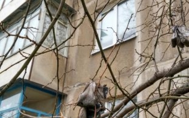 Запорожцев удивило необычное дерево (ФОТО) Фото № 1 Запорожцев удивило необычное дерево (ФОТО) Фото № 1