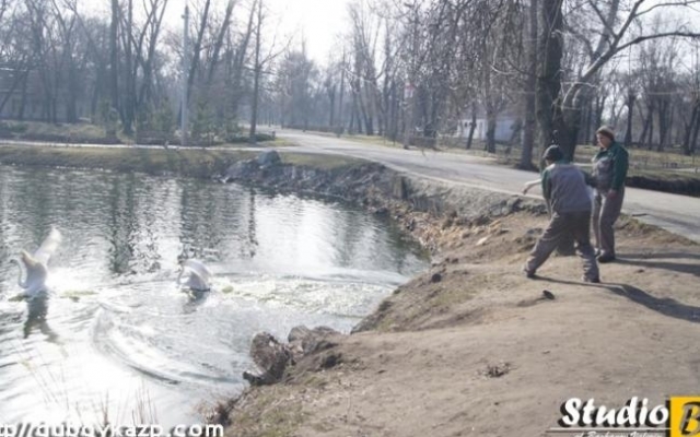 В Дубовке в озеро выпустили лебедей (ФОТО) Фото № 1 В Дубовке в озеро выпустили лебедей (ФОТО) Фото № 1