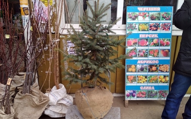 Фотофакт: К Новому году готов: Под Запорожьем уже продают елки Фото № 2 Фотофакт: К Новому году готов: Под Запорожьем уже продают елки Фото № 2