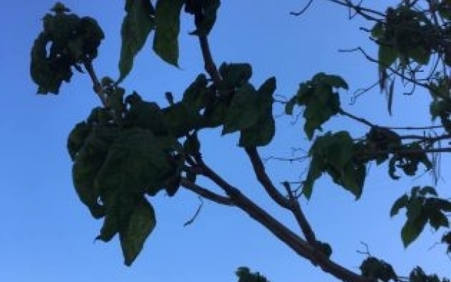 Горожане обеспокоены: На запорожском курорте нашествие насекомых (ФОТО) Фото № 0 Горожане обеспокоены: На запорожском курорте нашествие насекомых (ФОТО) Фото № 0