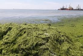 Популярный запорожский курорт атакуют водоросли (ВИДЕО) Фото № 0 Популярный запорожский курорт атакуют водоросли (ВИДЕО) Фото № 0