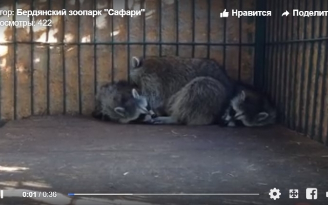 В зоопарке Сафари показали, как резвятся детеныши (ВИДЕО) Фото № 0 В зоопарке Сафари показали, как резвятся детеныши (ВИДЕО) Фото № 0
