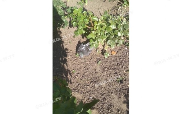 В Запорожской области дворники ведрами собирают трупы голубей Фото № 1 В Запорожской области дворники ведрами собирают трупы голубей Фото № 1
