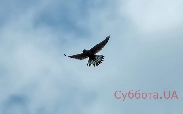 Запорожский фотограф показал красивую природу Хортицы (ФОТО) Фото № 0 Запорожский фотограф показал красивую природу Хортицы (ФОТО) Фото № 0