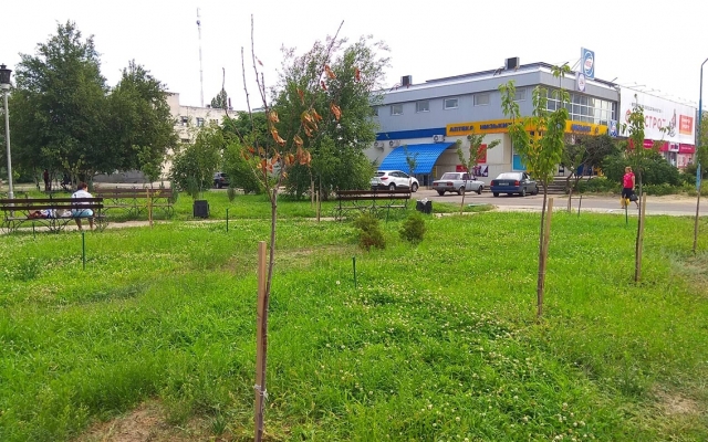 В Запорожской области засохли сакуры (ФОТОФАКТ) Фото № 1 В Запорожской области засохли сакуры (ФОТОФАКТ) Фото № 1