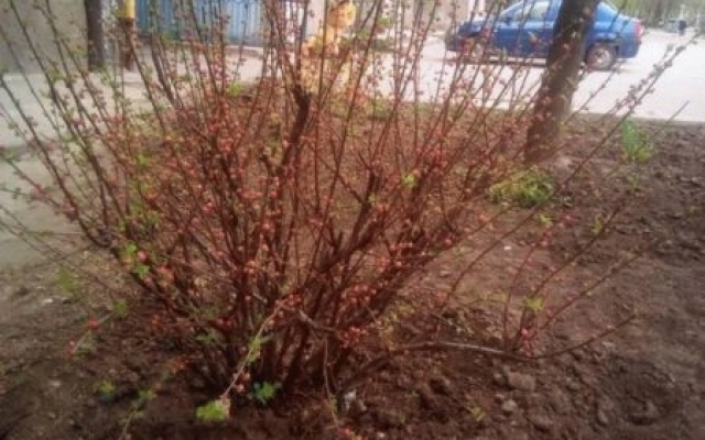 Запорожцы обсуждают в сети Запорожцы обсуждают в сети