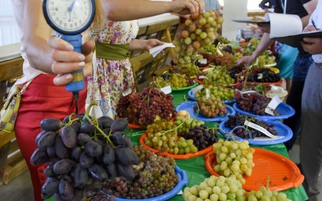 В Запорожье привезли уникальные сорта вкуснейших ягод (ФОТО) Фото № 2 В Запорожье привезли уникальные сорта вкуснейших ягод (ФОТО) Фото № 2