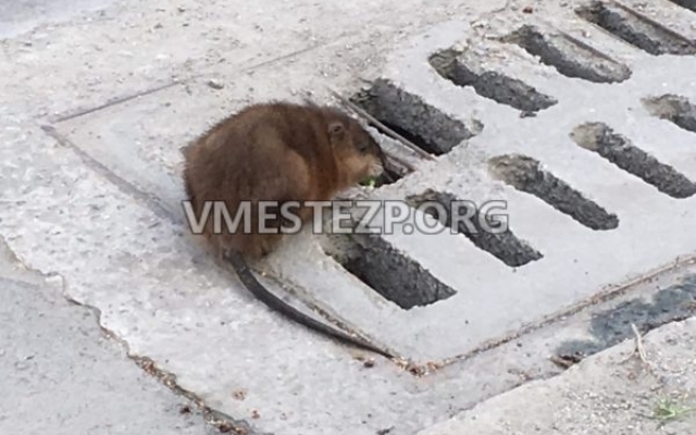 В Запорожье на одной из улиц заметили ондатру (ФОТО) Фото № 0 В Запорожье на одной из улиц заметили ондатру (ФОТО) Фото № 0