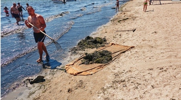 С пляжей запорожского курорта грузовиками вывозят водоросли (ФОТО) Фото № 0 С пляжей запорожского курорта грузовиками вывозят водоросли (ФОТО) Фото № 0