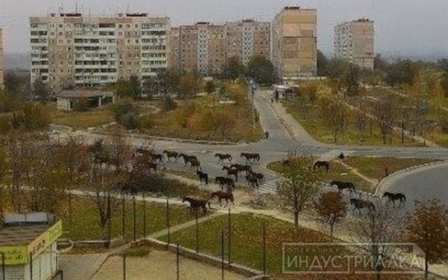 По улицам Бабурки массово разгуливают лошади Фото № 2 По улицам Бабурки массово разгуливают лошади Фото № 2