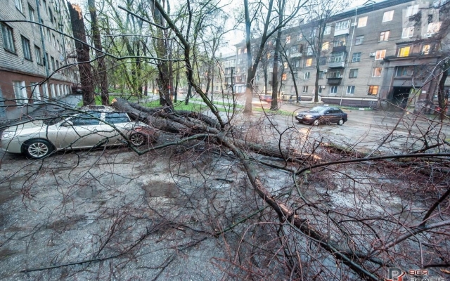Фото: в центре Запорожья дерево упало на иномарку Фото № 0 Фото: в центре Запорожья дерево упало на иномарку Фото № 0
