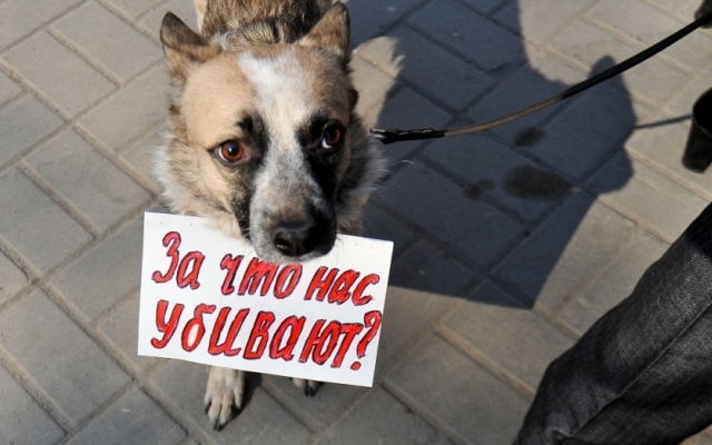 В Запорожье продолжается травля животных: Пёс умер в муках на глазах у людей (ВИДЕО) Фото № 0 В Запорожье продолжается травля животных: Пёс умер в муках на глазах у людей (ВИДЕО) Фото № 0