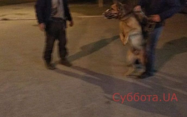 В Запорожье овчарка охраняла лежащего в беспамятстве посреди улицы хозяина (ФОТО) Фото № 1 В Запорожье овчарка охраняла лежащего в беспамятстве посреди улицы хозяина (ФОТО) Фото № 1