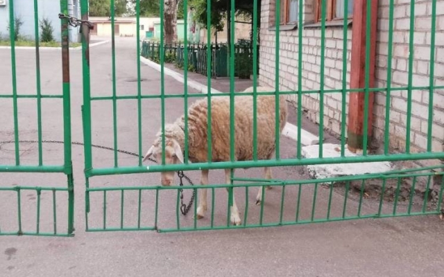 Курьезы: Возле запорожской больницы Курьезы: Возле запорожской больницы
